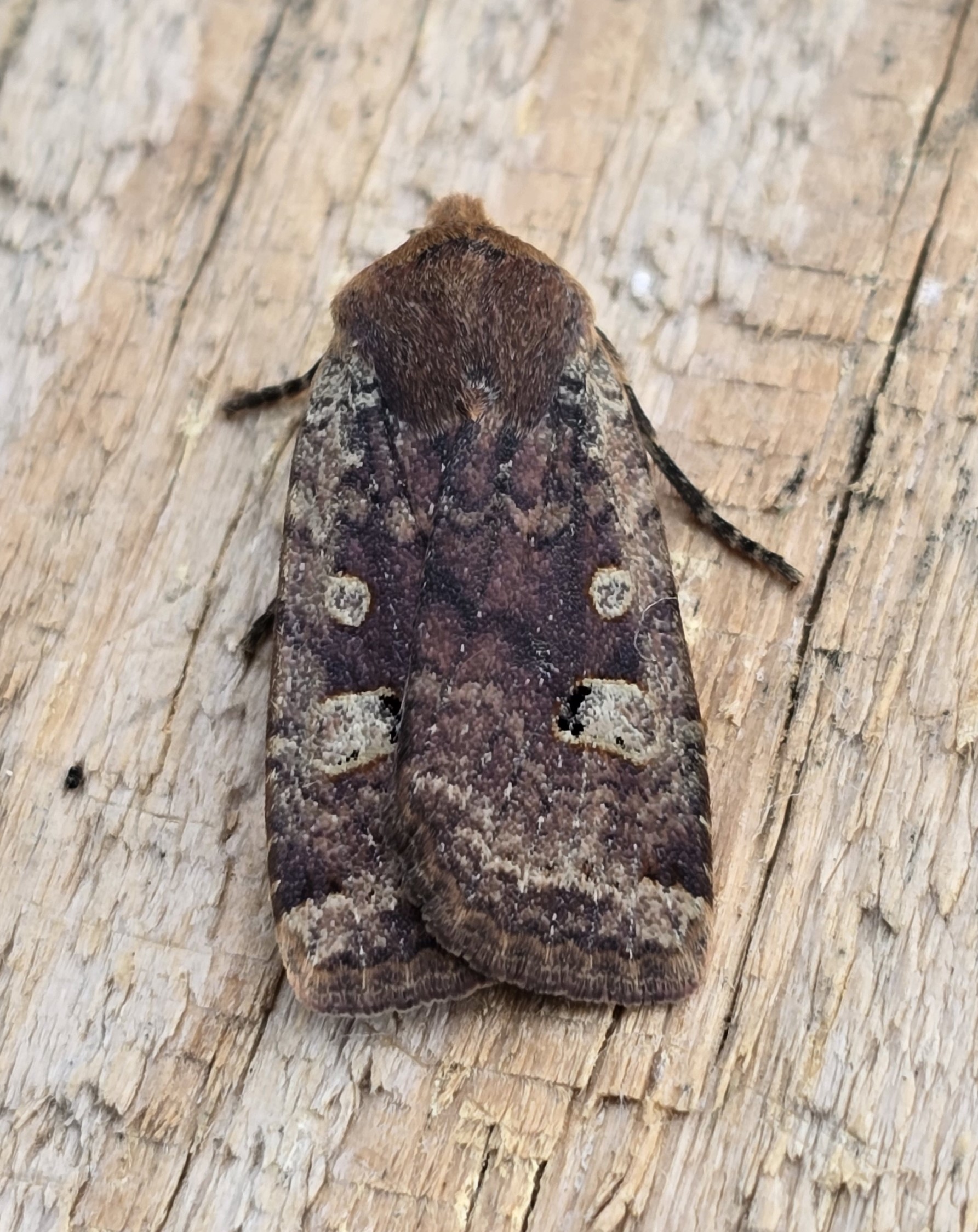 Photo of Red-headed Chestnut (Conistra erythrocephala)